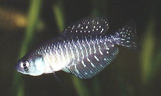 CYNOLEBIAS BELLOTTII